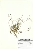 藏品(細葉卷耳)的圖片